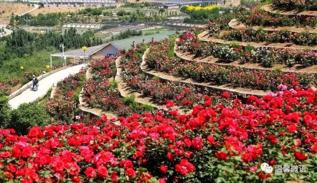 甘露在蔡家洼玫瑰情园外一首