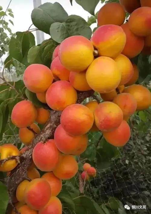 杏树图片(李世民种的银杏树图片)