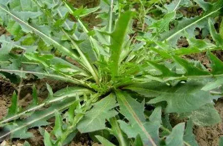 农村一种野草经常被农民拿去喂猪其实在城里一斤卖到20块