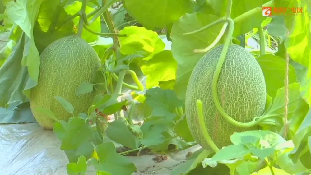 衡鄯一家亲鄯善县大棚哈密瓜熟了