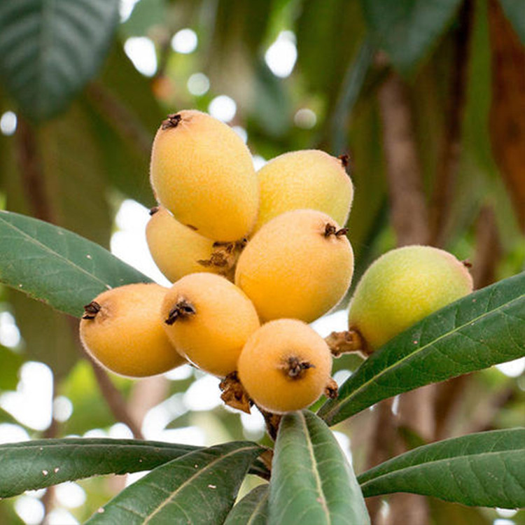 枇杷果树养护起来还是比较简单的,在保证室外通风和光照的情况下,基本