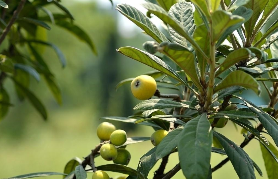 盆栽枇杷结果少或者不结果 可能是这几点没做好 注意避免很重要 腾讯新闻