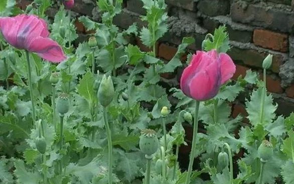 大妈菜园里种612株罂粟给小鸡治病农村为何屡禁不绝原因3点