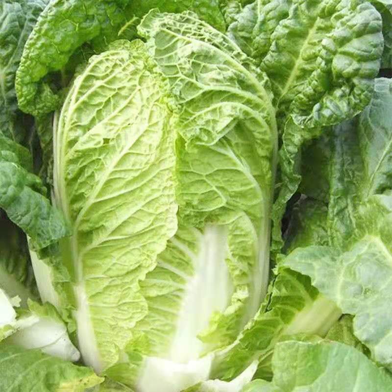 大白菜和这几个菜煮好吃还营养