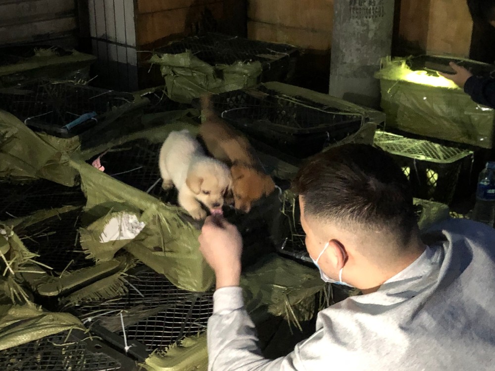 成都市街头惊现宠物盲盒宠物盲盒