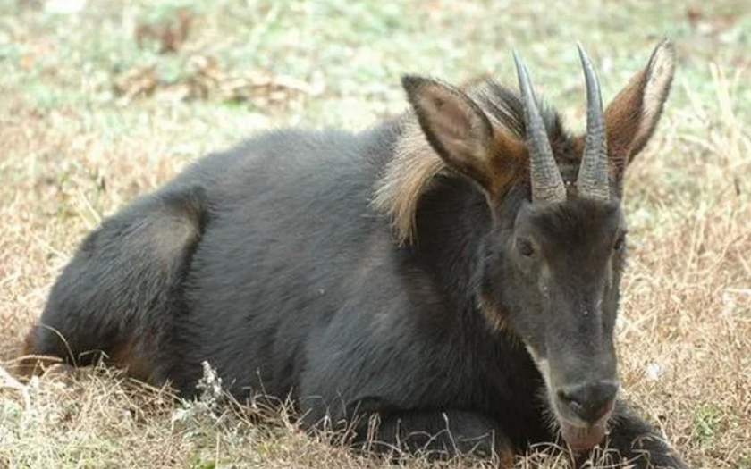 浙江农民发现一"四不像",村民也不曾见过,专家要求封锁村庄