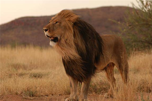 2头非洲雄狮:不到一年吃掉135名人类,击杀后才知其吃人真相|猛兽|非洲