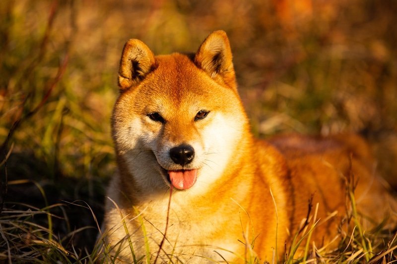 柴犬性格怎麼樣新手第一次養柴犬可以養好嗎