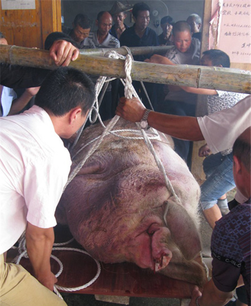 浙江"猪王"躲过4次屠刀,体重达1100公斤,最后皈依佛门