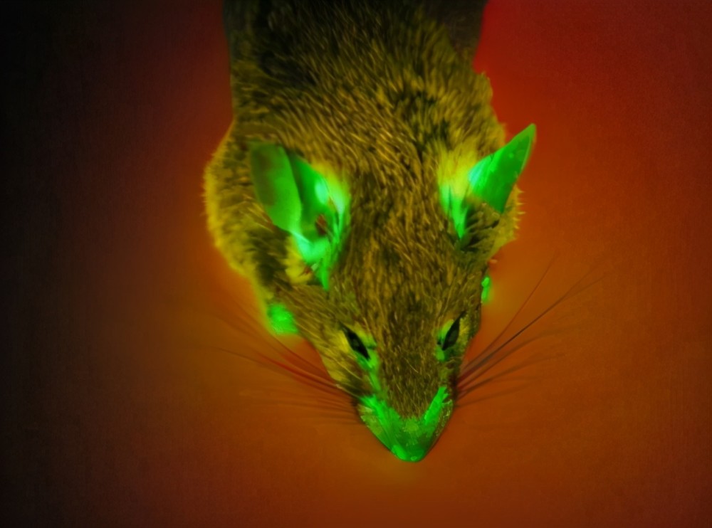 自然界生物每天减少50个物种但你知道新物种产生了多少吗