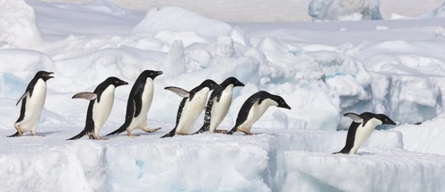 企鹅将要灭绝 80年后南极降水量增加2 4倍 企鹅将无处可逃 腾讯新闻