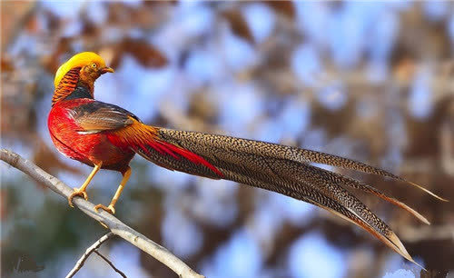 法国国鸟是雄鸡,美国国鸟是鹰,中国的国鸟是啥?很多人都没答对