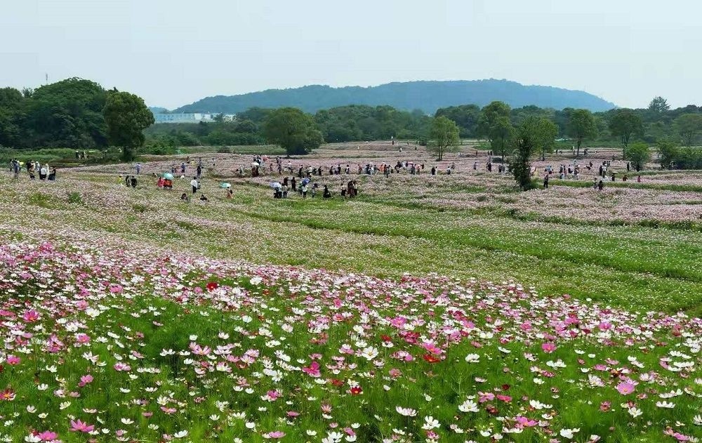 格桑花海美丽绽放 城市摄影队 腾讯新闻