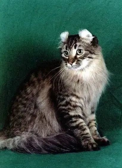 十大可爱猫咪排行榜有没有你家的