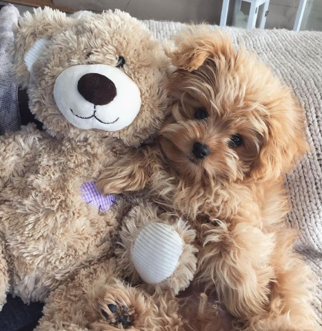 铲屎官晒自家"小熊"照片,引起全网咆哮:组团偷狗去!