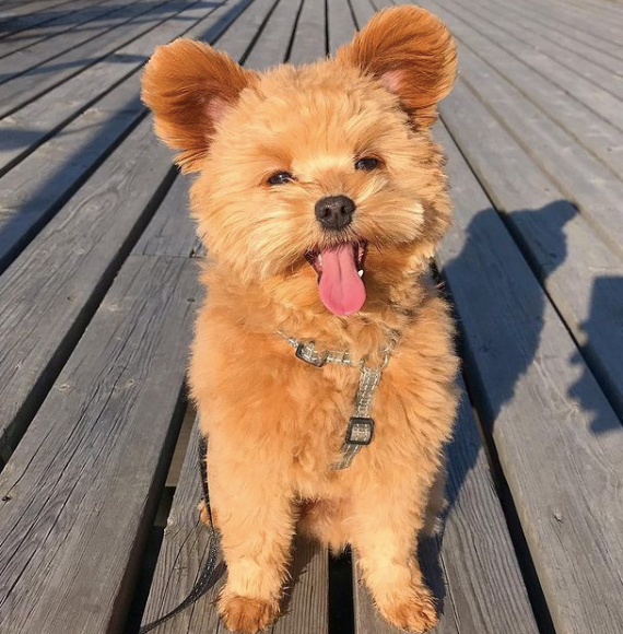 小家伙继承了狐狸犬的耳朵 是一只竖耳的小狗勾 起初只有一只耳朵立了