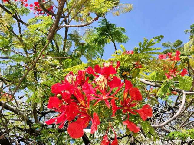 鳳凰花盛開.|木棉花