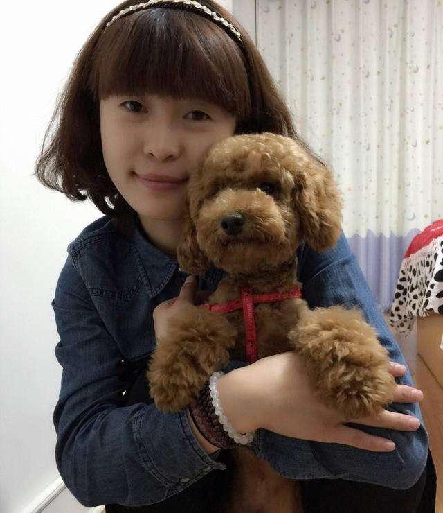 这5种人令泰迪犬很讨厌小心不认你这个主人