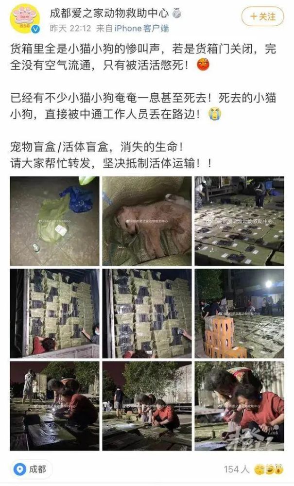 网购平台惊现宠物活体盲盒运输过程死亡率非常高或涉嫌多项违法