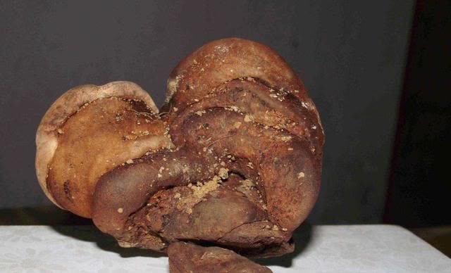 一种名为"棺材菌"的植物,生长在棺材上,八旬老人尝一口太意外