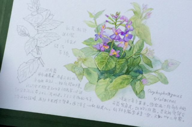 附一张作者手绘的二月兰▼今日话题q:你有培养过孩子的绘画能力吗?