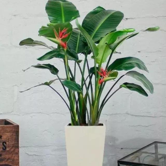 天堂鸟植物(天堂鸟植物寓意和象征)