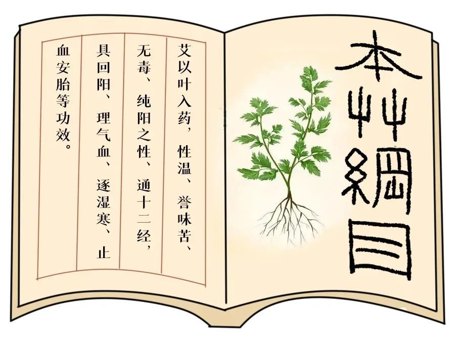 《本草纲目》将艾草誉为"百草之王"艾草:艾灸的原料是艾草,其茎,叶都