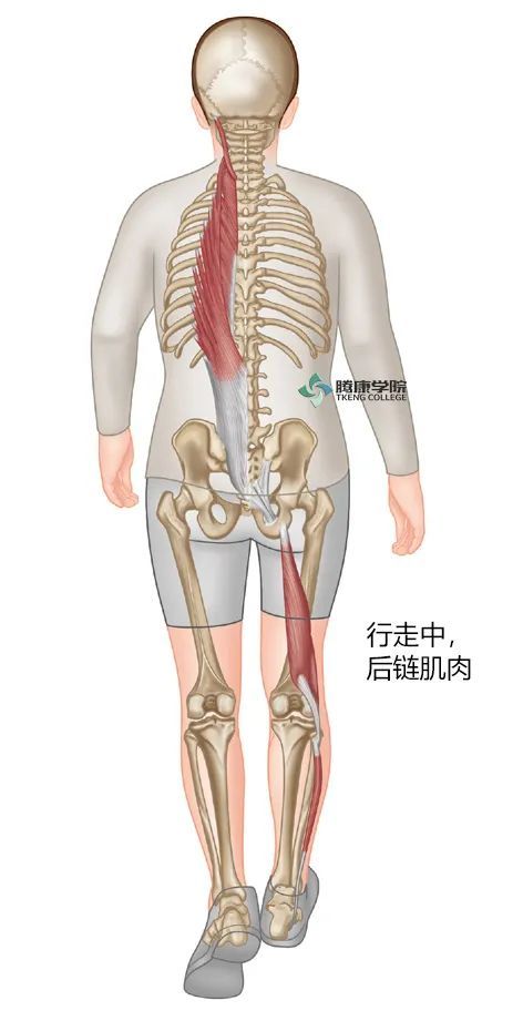 步行对腰痛真的有好处
