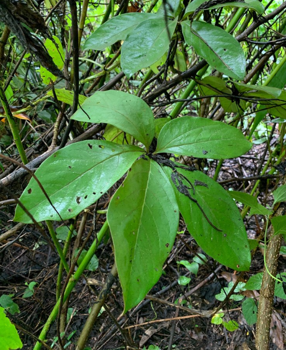 荒野維生野菜系列五葉薯蕷