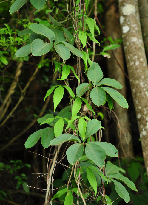 野生五叶薯蓣喜生长在林边或山谷沟边及灌丛中五叶薯蓣的茎左旋缠绕