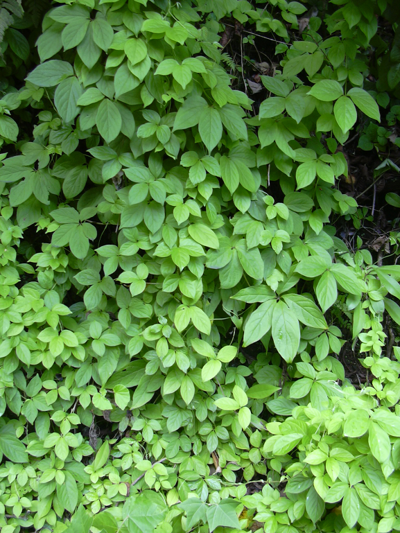 荒野维生野菜系列五叶薯蓣