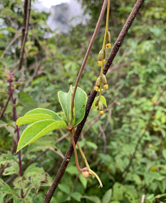 荒野維生野菜系列五葉薯蕷