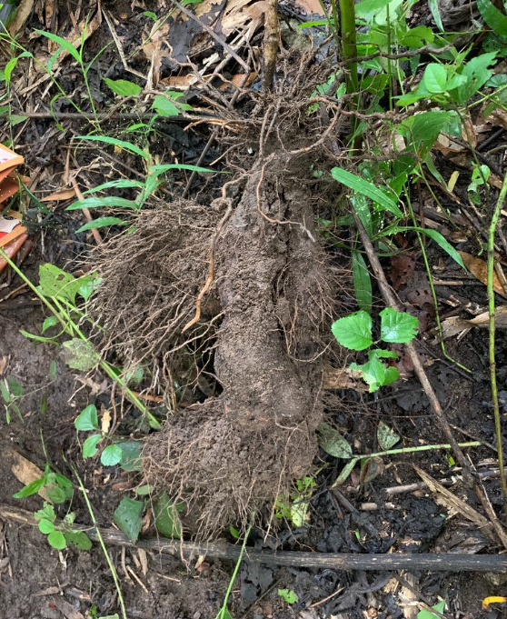 荒野维生野菜系列五叶薯蓣