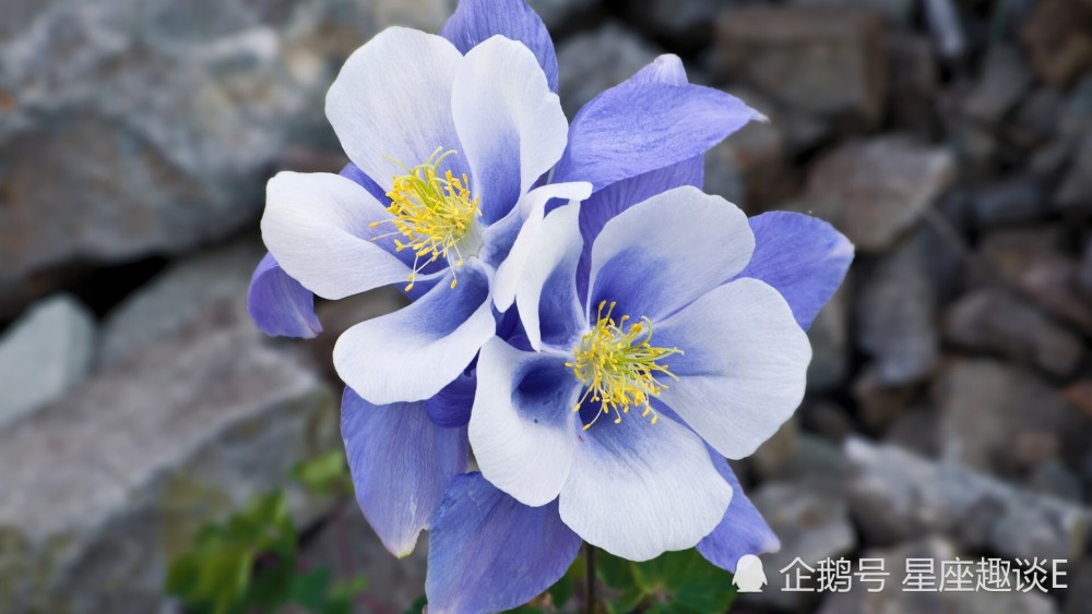 5月5日 9日星座运势 白羊配合默契 天秤拼尽全力 水瓶和睦相处 腾讯新闻