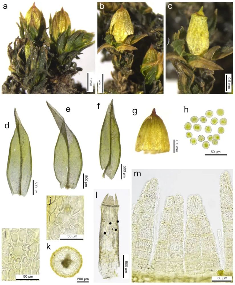 生物多样性保护重大工程4珍稀濒危苔藓植物卷叶木灵藓在北京新发现