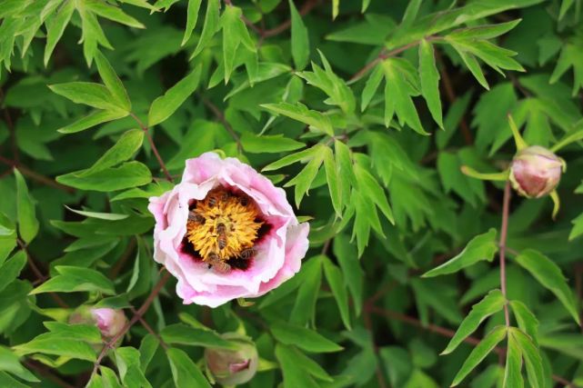 贺兰县金贵镇牡丹园花开正艳 "小长假"赏花正当时