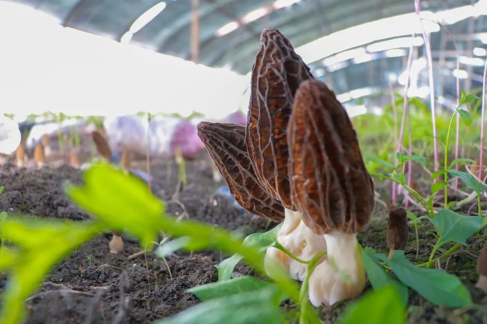 近日,在二十七团中天绿禾食用菌发展有限公司羊肚菌种植基地,一朵朵