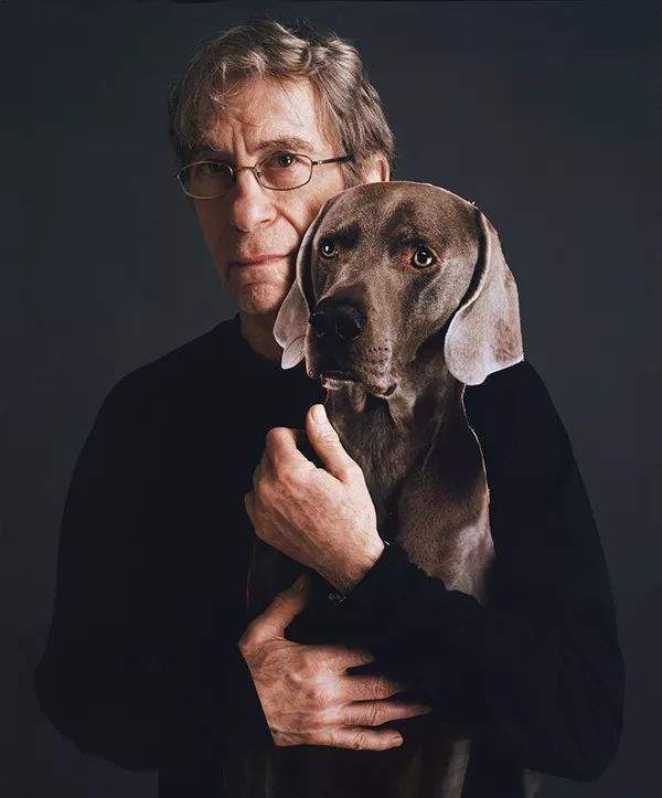 寻根问祖系列25威玛猎犬weimaraner