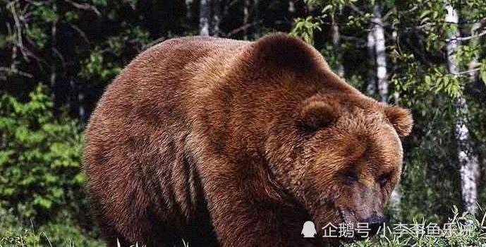 绰号巨力怪僧,力大无穷,曾击碎墙壁连杀七人,巢穴塞满女性枕头_腾讯