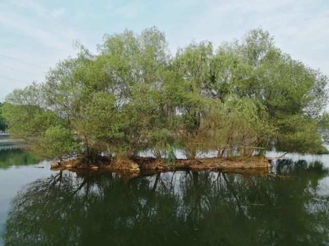 沅江琼湖公园图片