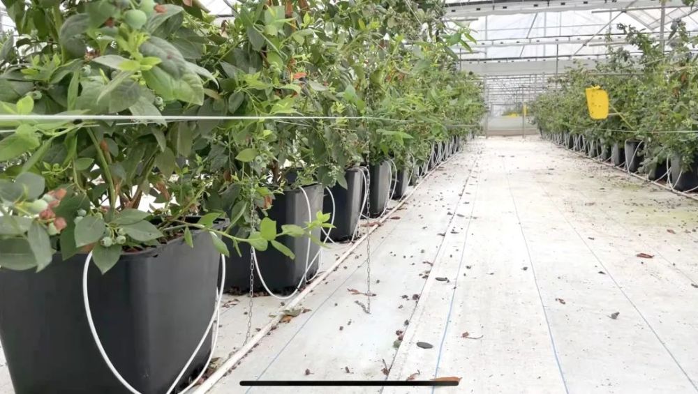 无土栽培技术这里的蓝莓身份"金贵"据技术人员介绍显得干净整洁大棚内