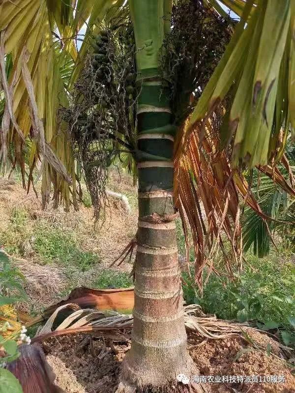 种植宝典 槟榔栽培与管理技术来了 拿走不谢 腾讯新闻