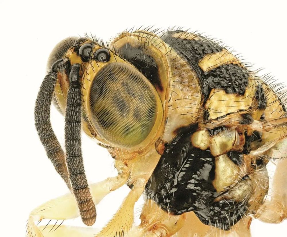 布莱恩.布朗准备将一只蚤蝇吸入管中,供之后研究.