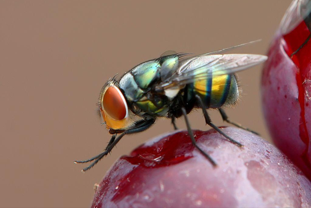 每日小科普有趣的冷知识分享