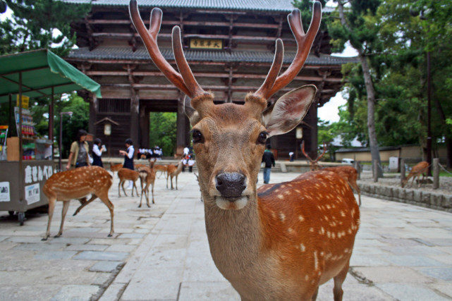 日本奈良美食指南：除了鹿和寺庙，奈良还有这些传统美食！