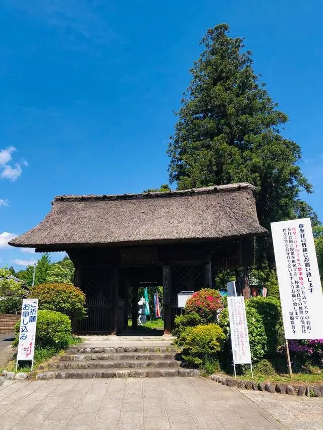 东京都内最美的杜鹃花 开在有 花与历史之寺 之称的寺庙中 腾讯新闻