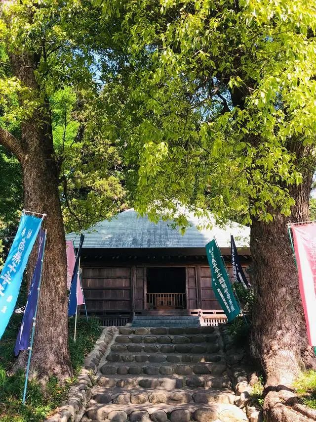 东京都内最美的杜鹃花 开在有 花与历史之寺 之称的寺庙中