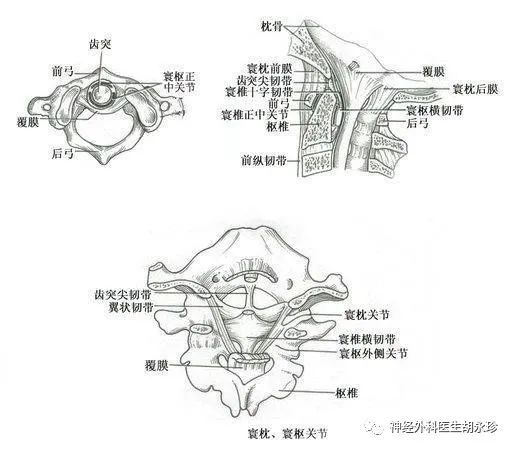 颈2神经根及其周围静脉丛的解剖关系 腾讯新闻