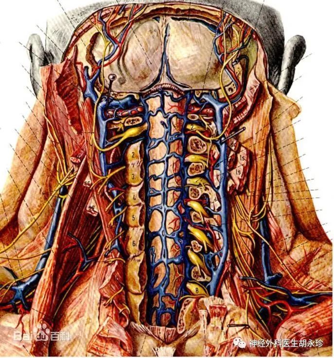 颈2神经根及其周围静脉丛的解剖关系 腾讯新闻