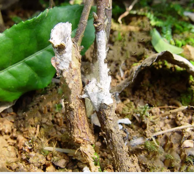 茶苗白绢病有哪些症状表现,应当如何进行有效防治_腾讯新闻